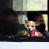 Detienen a mujer por presunto secuestro de perrito; exigía 3 anillos de oro