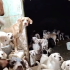 Se desconoce el paradero de perros hacinados en Iztapalapa; el dueño se los llevó