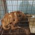 Rescatan a perro que se encontraba “casi en los huesos” dentro de fraccionamiento