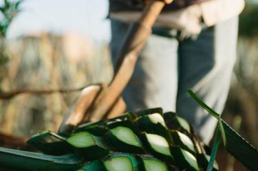 Maestro tequilero de Tierra Noble cuestiona la preservación de prácticas precarias en la elaboración de tequila