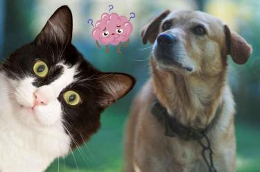 Señales de demencia senil y disfuncion cognitiva en perros y gatos