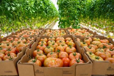 Agroexportaciones en T-MEC: El CNA solicita eliminar propuesta de temporalidad