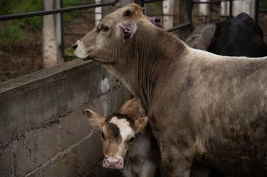 La detección de un caso de gusano barrenador en un ternero en Texas ha encendido las alarmas en el sector ganadero, obligando al USDA a suspender la movilización de animales en la zona afectada para contener el brote.