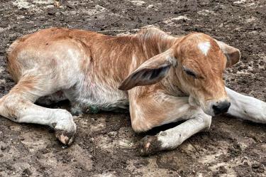 La CNOG llamó a una respuesta coordinada con EU ante un caso de gusano barrenador en Texas.