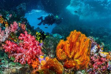 ¿Por qué son importantes los arrecifes de coral?