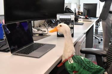 “Pato Merlin” obtiene registro de marco; IMPI entrega constancia oficial a dueños