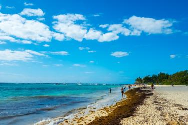 Sargazo en playas