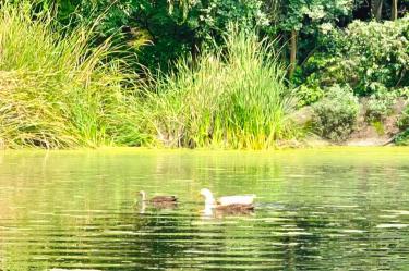 En el lago se aplicó el resguardo y protección de aves, las cuales fueron llevadas a un centro de protección