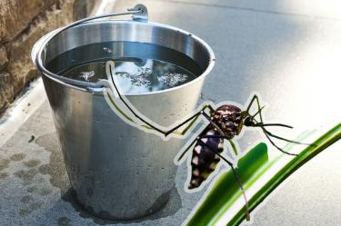 Cómo eliminar los criaderos de mosquitos del dengue en casa