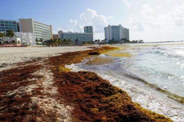 Sargazo en el Caribe mexicano