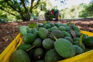 Exportaciones de aguacate repuntan 35% a EU, ¿por qué?