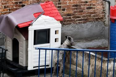 El caso fue visibilizado por la organización civil Amor sin Raza, la cual denunció que el animal presenta afectaciones severas en la piel