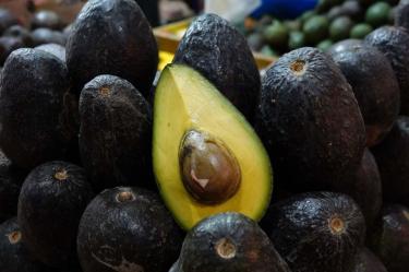 EU suspende importaciones de aguacate de Michoacán por alerta de seguridad.