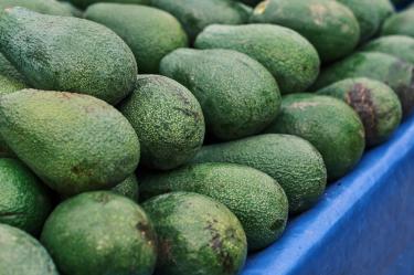 El aguacate es uno de los productos agroalimentarios más importantes para la economía nacional