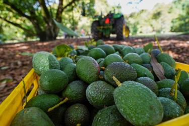 Aguacate: ¿Cuánto exporta México a Estados Unidos?