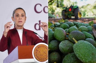 Sheinbaum revela plan para reactivar la exportación de aguacate de Michoacán a EU.