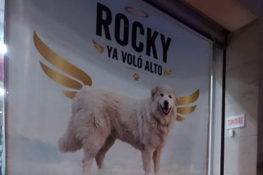 Rocky murió atropellad