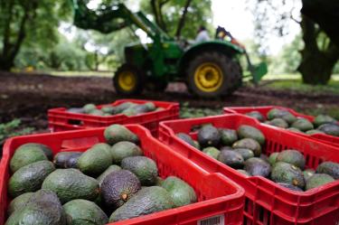 México logra acuerdo con EU para liberar más de mil toneladas de aguacate