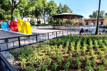 El Jardín Hidalgo luce una nueva imagen con especies nativas que atraen a polinizadores