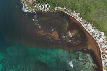 Llegada de sargazo a Quintana Roo