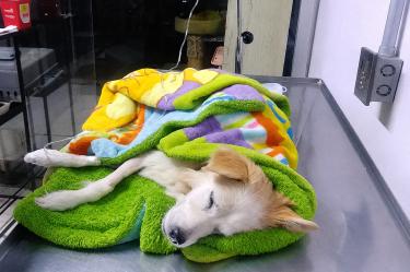 Kira perrita atropellada en Iztapalapa sufrió politraumatismo y fractura de pubis; su familia busca cubrir gastos médicos y esclarecer responsabilidades.