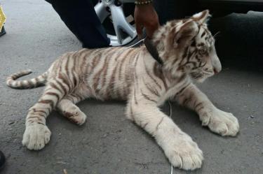 El tigre blanco albino es una especie considerada en peligro de extinción