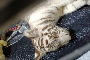 La cachorra de tigre de Bengala blanco asegurada en la Ciudad de México es trasladada a la Fundación Invictus en Pachuca, Hidalgo.