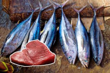 Japón y México acuerdan aumentar 25% la pesca de atún rojo en el Pacífico.