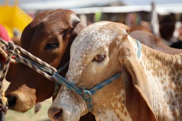 Frontera de EU se abre al ganado mexicano, pero persiste presencia de gusano barrenador