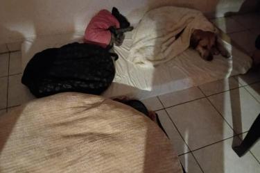 Rescatistas resguardan a ‘Peri’ y ‘Ferico’, lomitos abandonados en Tlalpan