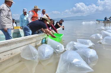 Liberación de crías de pez blanco en el lago de Pátzcuaro.
