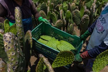 El nopal producido en Milpa Alta tendrá una nueva ruta para llegar directamente a restaurantes, comercios y hogares de la Ciudad de México.