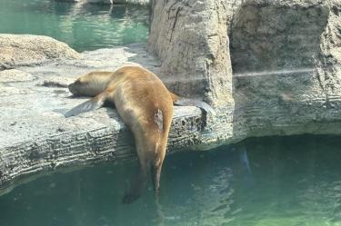 Acusan descuido y abandono de animales en el Zoológico de Aragón