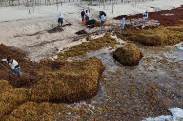 Consulta en tiempo real qué playas están libres de sargazo en Quintana Roo usando el semáforo del CEMAS, la Red de Monitoreo y los reportes de la SEMAR.