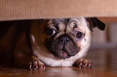 ¿Cómo calmar a los perros por los cohetes el 15 de septiembre?