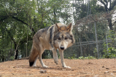 El lobo mexicano enfrenta nuevos desafíos para su recuperación en vida silvestre, pese a los avances registrados durante décadas para evitar su extinción, advirtió la Asociación de Zoológicos, Criaderos y Acuarios de México (AZCARM).La organización señaló que la conservación de esta especie no depende únicamente de las medidas que adopten México y Estados Unidos, sino también de las condiciones que existan en los territorios donde se realizan las reintroducciones.De acuerdo con Ernesto Zazueta, presidente de la AZCARM, en México persisten problemas como la cacería, el envenenamiento de fauna, la falta de vigilancia y la débil aplicación de la legislación ambiental.El especialista consideró que uno de los principales retos es lograr que las comunidades y los ganaderos que comparten territorio con el lobo mexicano encuentren beneficios en su conservación.Como ejemplo, mencionó el trabajo realizado durante alrededor de 15 años en los ejidos El Tarahumar y Bajíos del Tarahumar, en Tepehuanes, Durango, donde recientemente fueron liberados ocho ejemplares.La reintroducción fue aprobada por la asamblea comunitaria, luego de un proceso de diálogo y trabajo científico.Los lobos fueron preparados para recuperar sus habilidades naturales de cacería y cuentan con collares satelitales para conocer sus desplazamientos y evaluar su adaptación al entorno.La información obtenida mediante este monitoreo también puede contribuir a determinar con evidencia posibles interacciones de los ejemplares con el ganado.La AZCARM destacó que la recuperación del lobo mexicano tiene efectos que van más allá de la conservación de una especie, debido a su papel como depredador tope y su relación con el equilibrio de los ecosistemas de la Sierra Madre Occidental.Zazueta sostuvo que México debe fortalecer acciones como la vigilancia, el monitoreo científico, la protección de corredores biológicos y los programas de prevención y compensación para productores afectados por depredadores.Recordó que la población actual del lobo mexicano desciende de siete ejemplares y que su recuperación ha sido posible gracias a programas de reproducción, manejo genético y conservación desarrollados durante décadas en México y Estados Unidos.La meta del programa binacional de recuperación es alcanzar una población estable en vida silvestre, para lo cual, señaló la asociación, todavía existen importantes tareas pendientes en territorio mexicano.