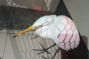 Garza rescatada en CDMX