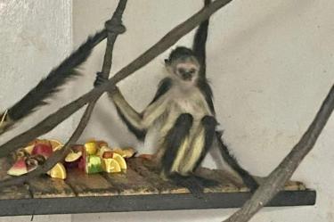 Animales en el Zoológico de Chapultepec