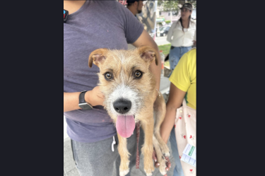 Loky, perrito rechazado en Edomex