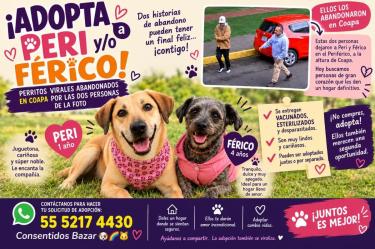 Peri y Férico, perritos abandonados en CDMX.
