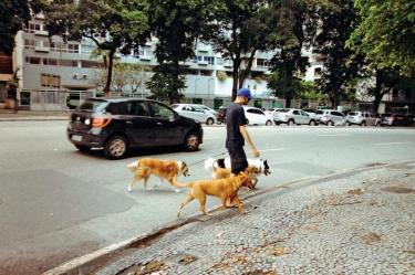 Robo de perros en CDMX