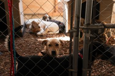 Perros del Refugio Franciscano en Cuajimalpa