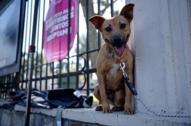 Foto de un perro atado a una cadena.