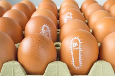 ¿Qué es la salmonella y cuáles son sus síntomas?