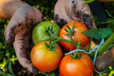 Precios récord del diésel podrían encarecer alimentos, ¿por qué?