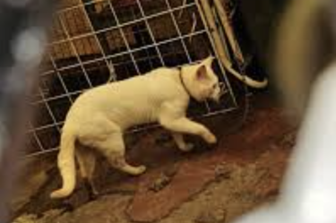 Vecinos piden intervención de autoridades ante presunto maltrato animal en Venustiano Carranza