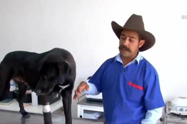 Perrita maltratada rescatada en Hidalgo