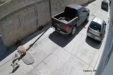 Una camioneta pick up arrolló intencionalmente a una perrita recostada sobre la calle Adolfo López Mateos, en la colonia Minerva.