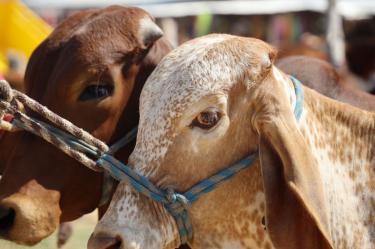 EU suaviza prohibición a ganado mexicano por gusano barrenador; carne no bajaría de precio.