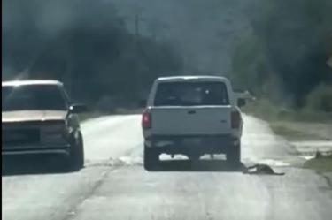 Maltrato animal en Hidalgo